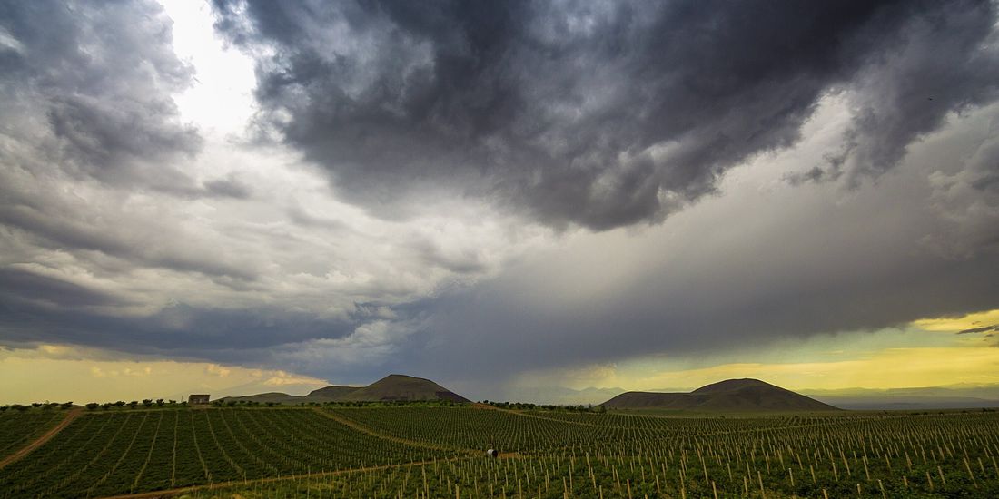 Vineyard rows under storm clouds on the volcanic slopes of Aragatsotn