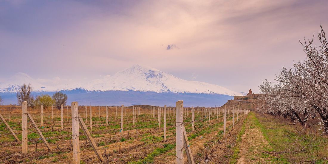 Bare spring vines and blossoming apricot trees on the Ararat plain below Mount Ararat