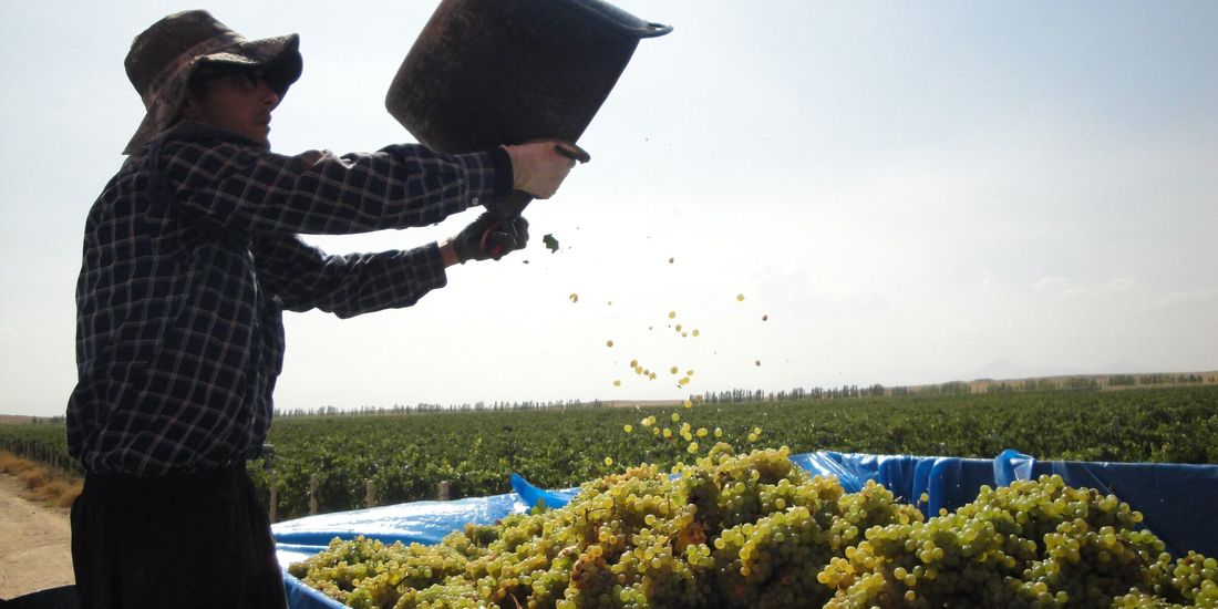 A bucket of white grapes tipped into a harvest bin at an Armenian vineyard