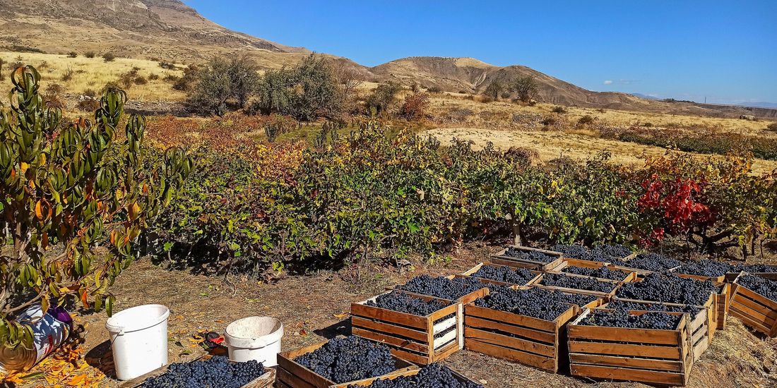 Wooden crates of freshly picked Areni Noir grapes between vine rows in Rind, Vayots Dzor