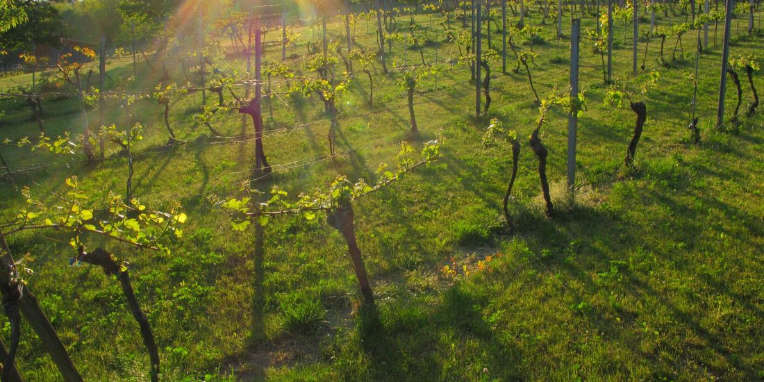 Low evening sun through young vines on the west shore of the Neusiedlersee in Burgenland
