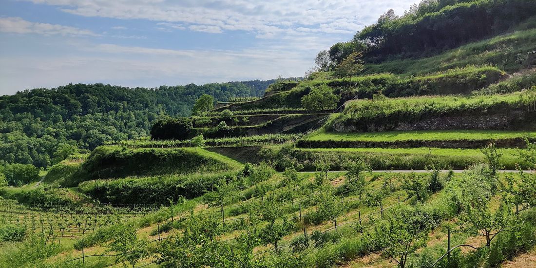 Dry-stone terraces of the Kremsleiten rising above Krems in the Kremstal