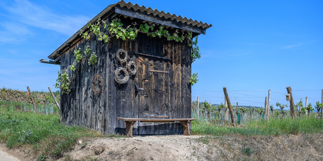 Weathered wooden vineyard hut with a bench among vine rows on the Langenlois wine trail in the Kamptal