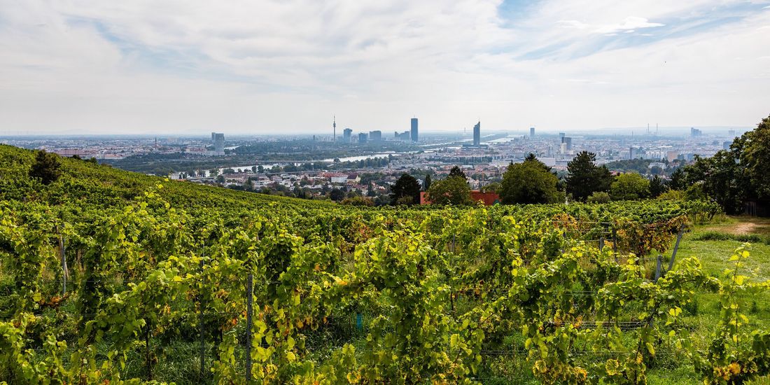 Vine rows above Grinzing with the Vienna skyline and the Danube beyond