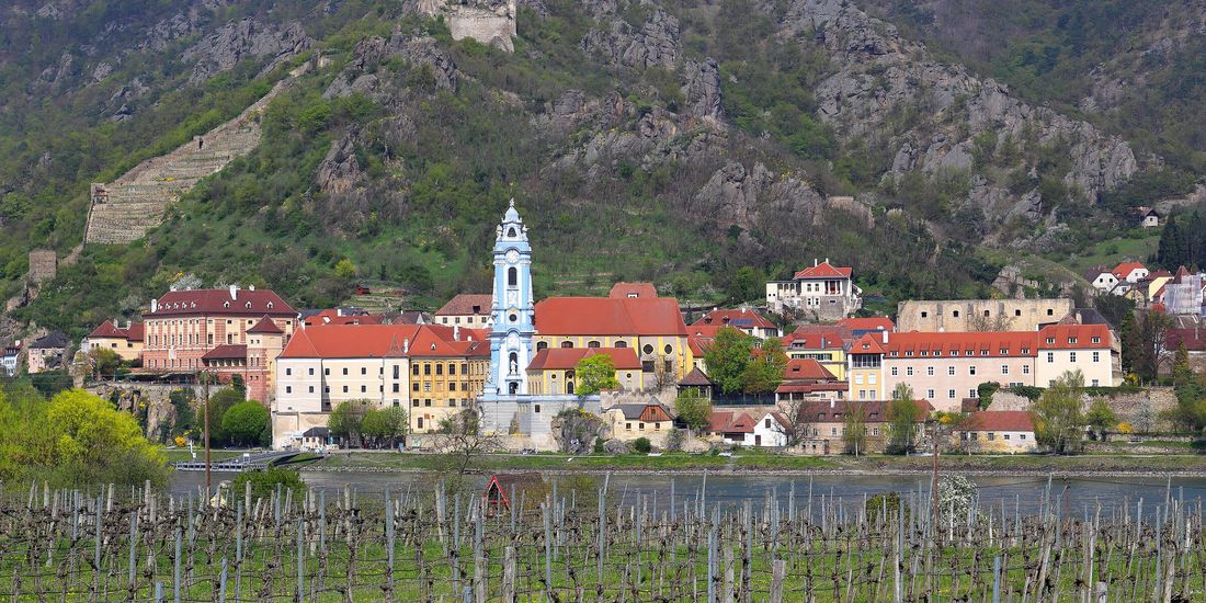 The blue abbey tower of Dürnstein below the castle ruin, with vineyard terraces in front