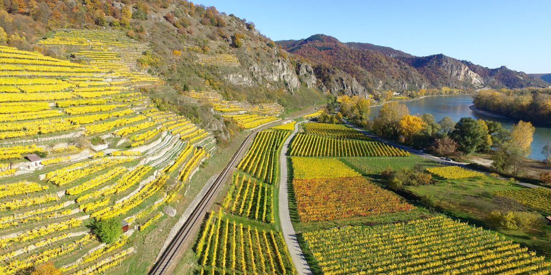 Vineyard terraces in autumn gold above the Danube at Dürnstein in the Wachau, seen from the air
