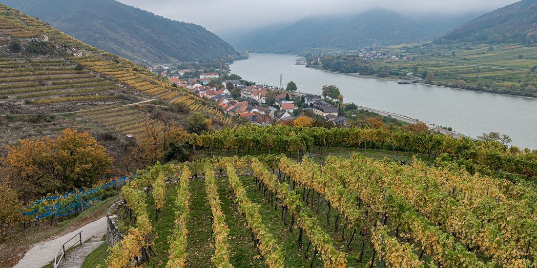 Autumn vineyard terraces above the Danube in the Wachau with mist lying on the river