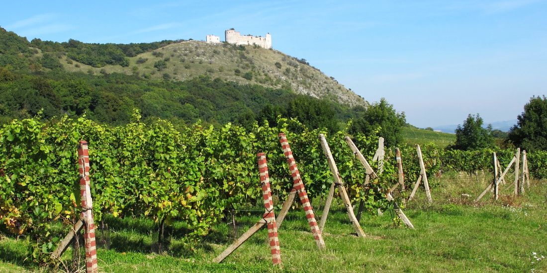 Summer vines below the Děvičky castle ruin on the limestone ridge of Pálava, South Moravia