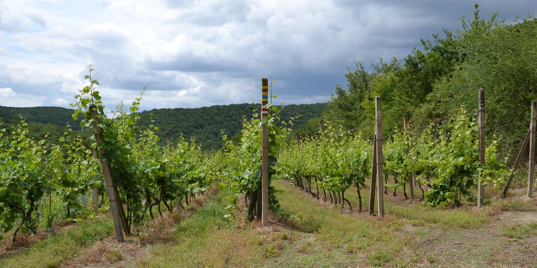 Vine rows on the Šobes promontory above the Dyje under a storm sky, Podyjí national park, Znojmo