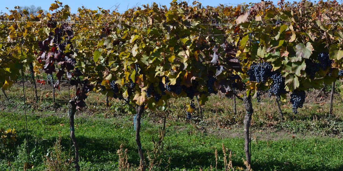 Ripe grapes on autumn vines at Velké Bílovice in South Moravia, the village where some of Czechia's best-known pét-nats are bottled