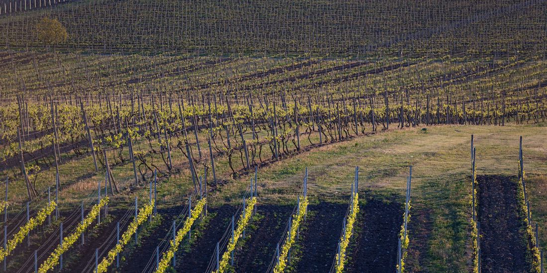 Dense vine rows on a loess slope near Velké Pavlovice in low evening light