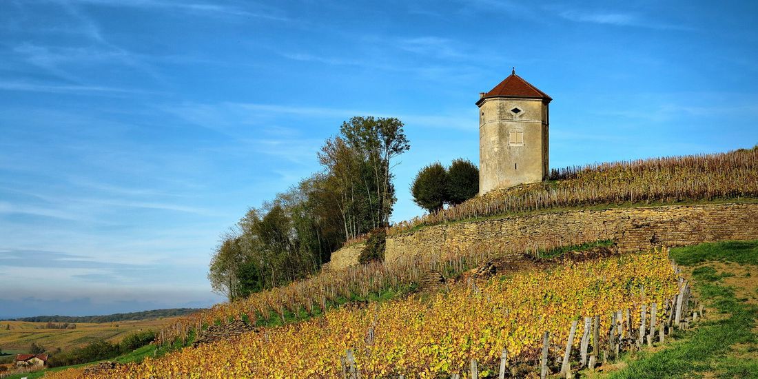The Tour Canoz on its hill among golden autumn vineyards above Arbois, Jura
