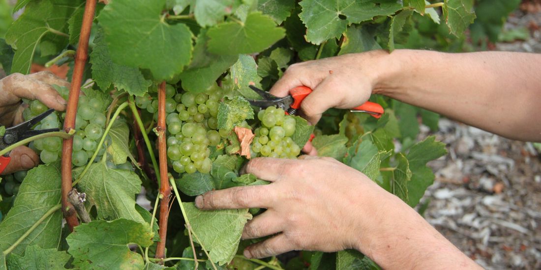 Hands cutting a bunch of Chardonnay at harvest in Avize, on the Côte des Blancs in Champagne