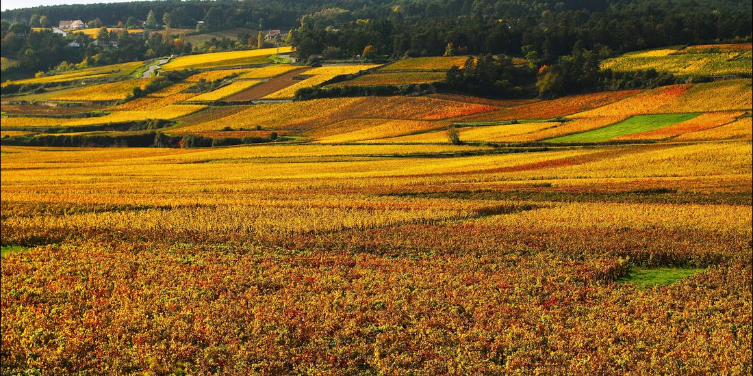 Autumn vineyards in stripes of red, gold and green below the hills of Beaune, Burgundy