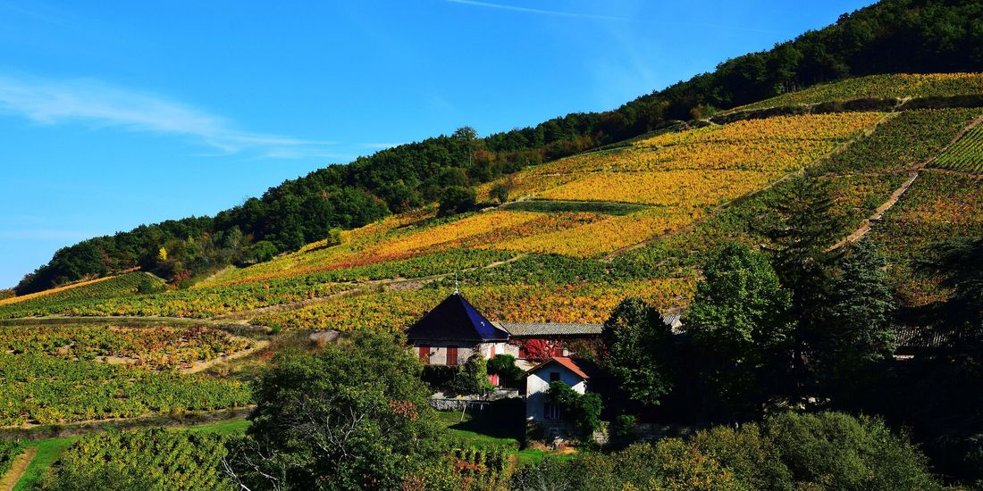 Autumn vines on the flank of Mont Brouilly, the blue-stone hill of the Côte de Brouilly in Beaujolais