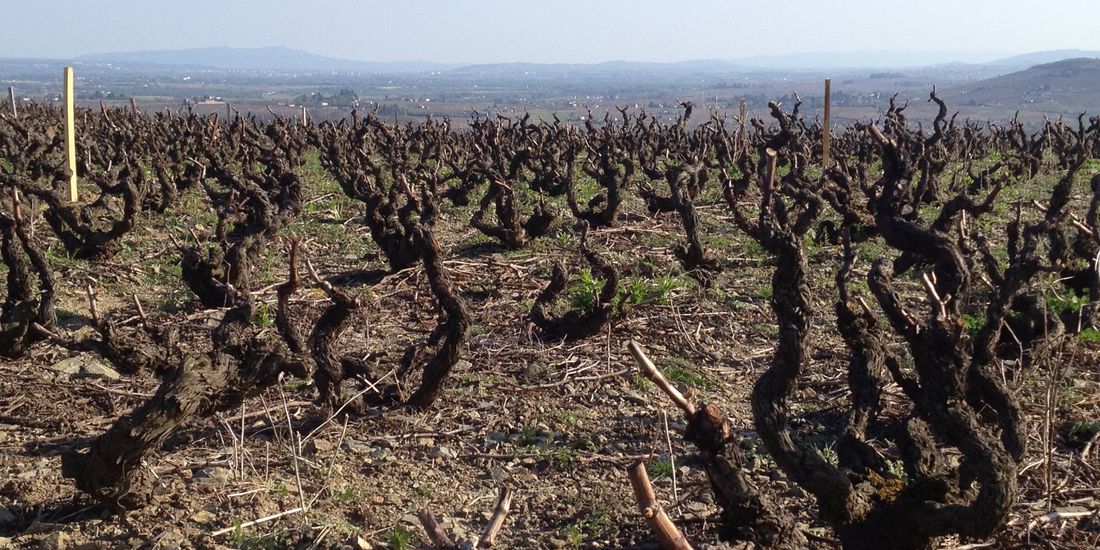 Gnarled old Gamay bush vines in winter on the blue stone of the Côte du Py above Villié-Morgon