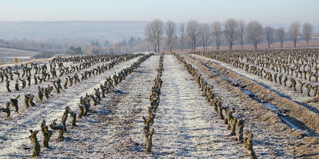 Frost on straight rows of pruned vines in the Loire valley on a February morning