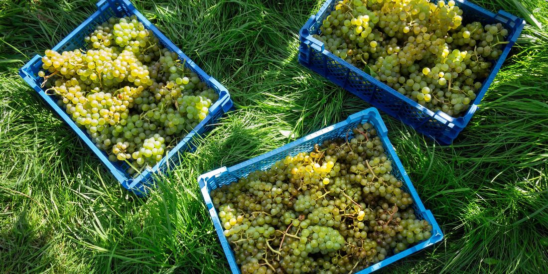 Three crates of freshly picked white grapes standing on the grass at harvest