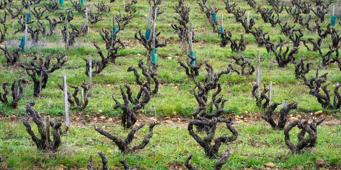 Gnarled old bush vines pruned for winter, standing in green grass that has been left to grow between the rows