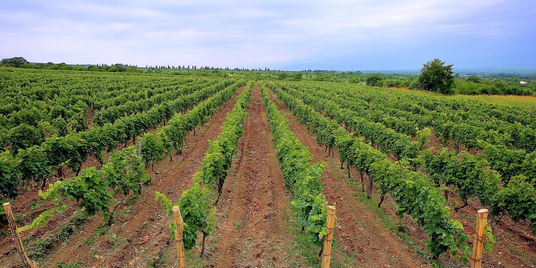 Rows of vines on red soil at Akhasheni in Kakheti, Georgia, one of the Saperavi villages of the Alazani valley