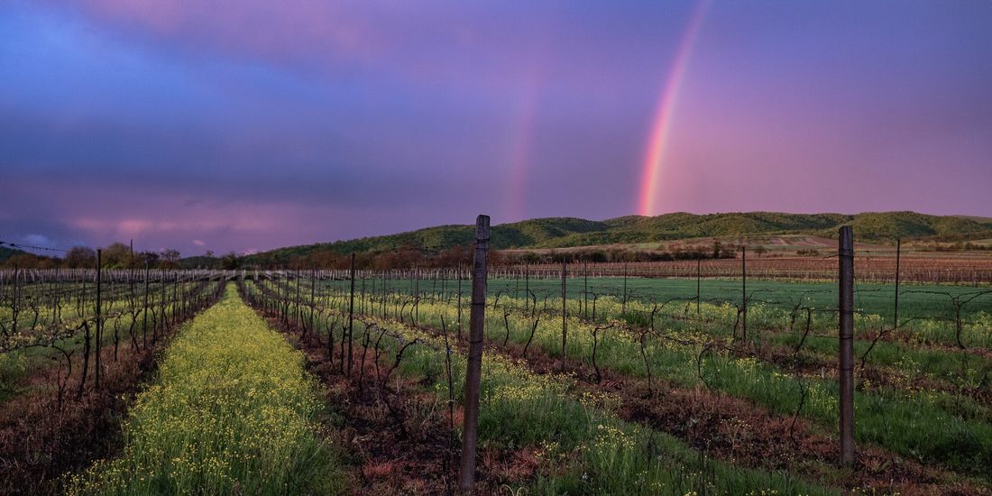 Double rainbow over spring vine rows in the Alazani valley near Sighnaghi, Kakheti