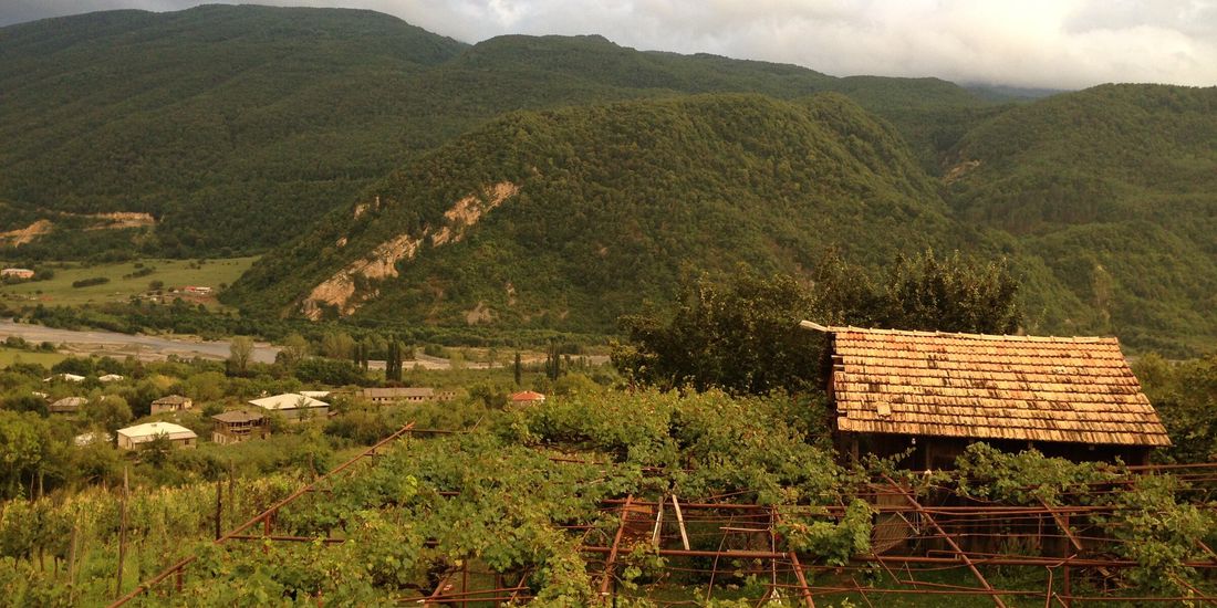Pergola-trained Aleksandrouli vines above the Rioni valley near Ambrolauri, Racha