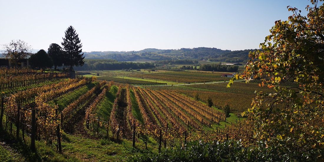 Autumn vine rows on the Collio hills at Oslavia above Gorizia, Friuli, Italy