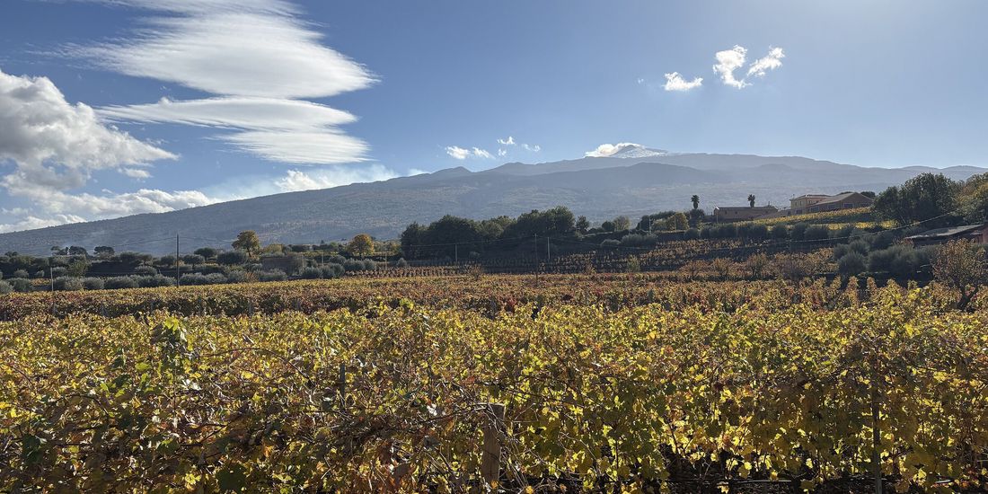 Vineyard turning yellow on the slopes of Etna, Sicily, with the volcano's cone under a cloud behind