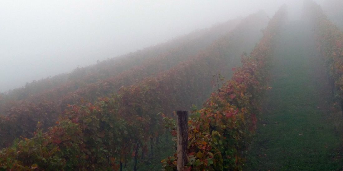 Nebbiolo rows in red autumn leaf fading into thick morning fog in the Langhe